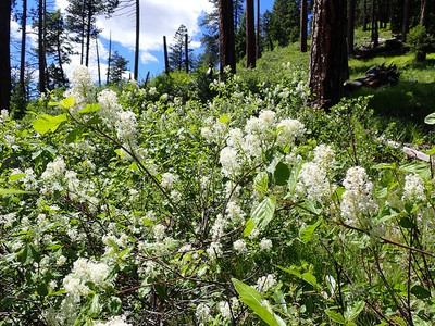 Red Stemmed Ceanothus