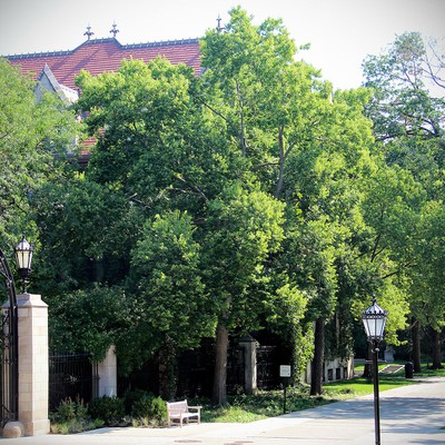 Common Hackberry