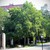 Common Hackberry thumbnail