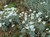 Snow in Summer thumbnail