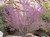Western Redbud thumbnail