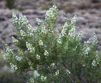 Fernbush