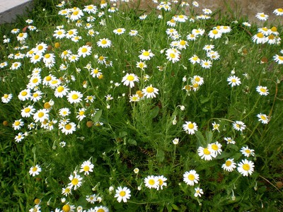 Roman Chamomile