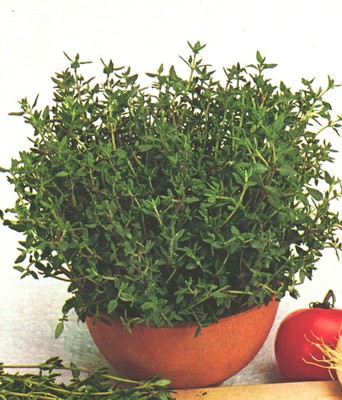 English Thyme (herb)