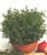 English Thyme (herb) thumbnail