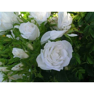 Blanc de Coubert Rose