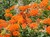 Butterfly Weed thumbnail