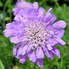 Dwarf Pincushion Flower