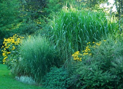 Giant Chinese Silver Grass