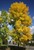 Green Ash thumbnail