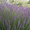 Grosso Lavender