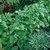 Variegated Solomon's Seal thumbnail