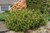 Mugo Pine thumbnail