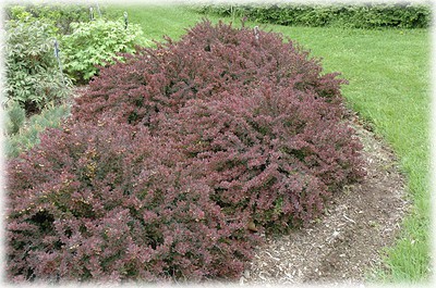 Royal Burgundy Barberry