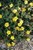 Yellow Gem Potentilla thumbnail