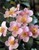 Japanese Anemone thumbnail