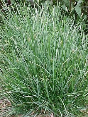 Blue Moor grass