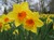 Daffodil, Narcissus thumbnail