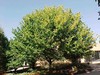 Common Hackberry