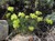 Sulphur Flowered Buckwheat thumbnail