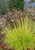 Golden Tufted Hair Grass thumbnail