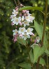 Slender Deutzia