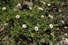 Trailing Fleabane