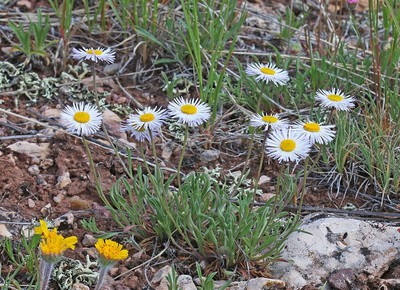 Trailing Fleabane