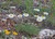 Trailing Fleabane thumbnail