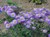 Showy Fleabane thumbnail
