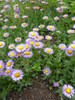 Showy Fleabane