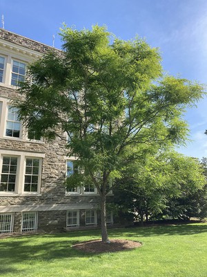 Kentucky Coffee Tree