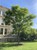 Kentucky Coffee Tree thumbnail