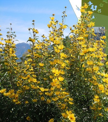 Maximillian's Sunflower