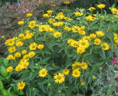 False Sunflower