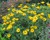 False Sunflower thumbnail