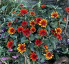 False Sunflower