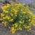 Golden Aster thumbnail