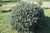 Dwarf Sea Buckthorn thumbnail