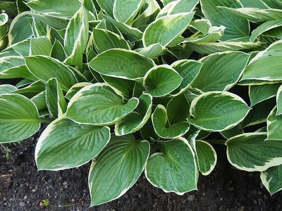 Hosta