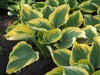 Hosta