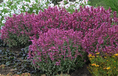 Hyssop