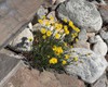 Desert Yellow Fleabane