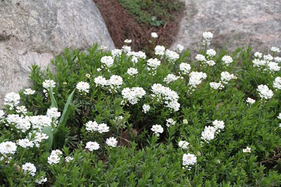 Perennial Candytuft