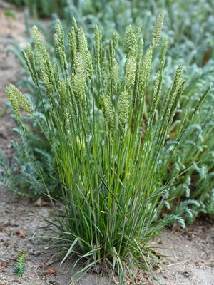 Junegrass
