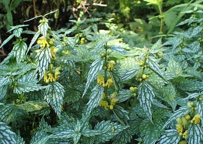 Yellow Archangel