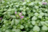 Creeping Lamium