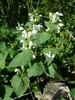 Creeping Lamium