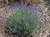 Blue Cushion Lavender thumbnail