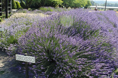 Grosso Lavender